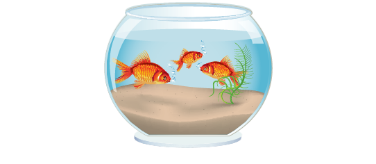 Untersteller > Aquarium  > Goldfisch 